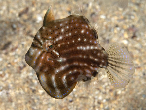 Pygmy Leatherjacket, Kurnell by Doug Anderson 